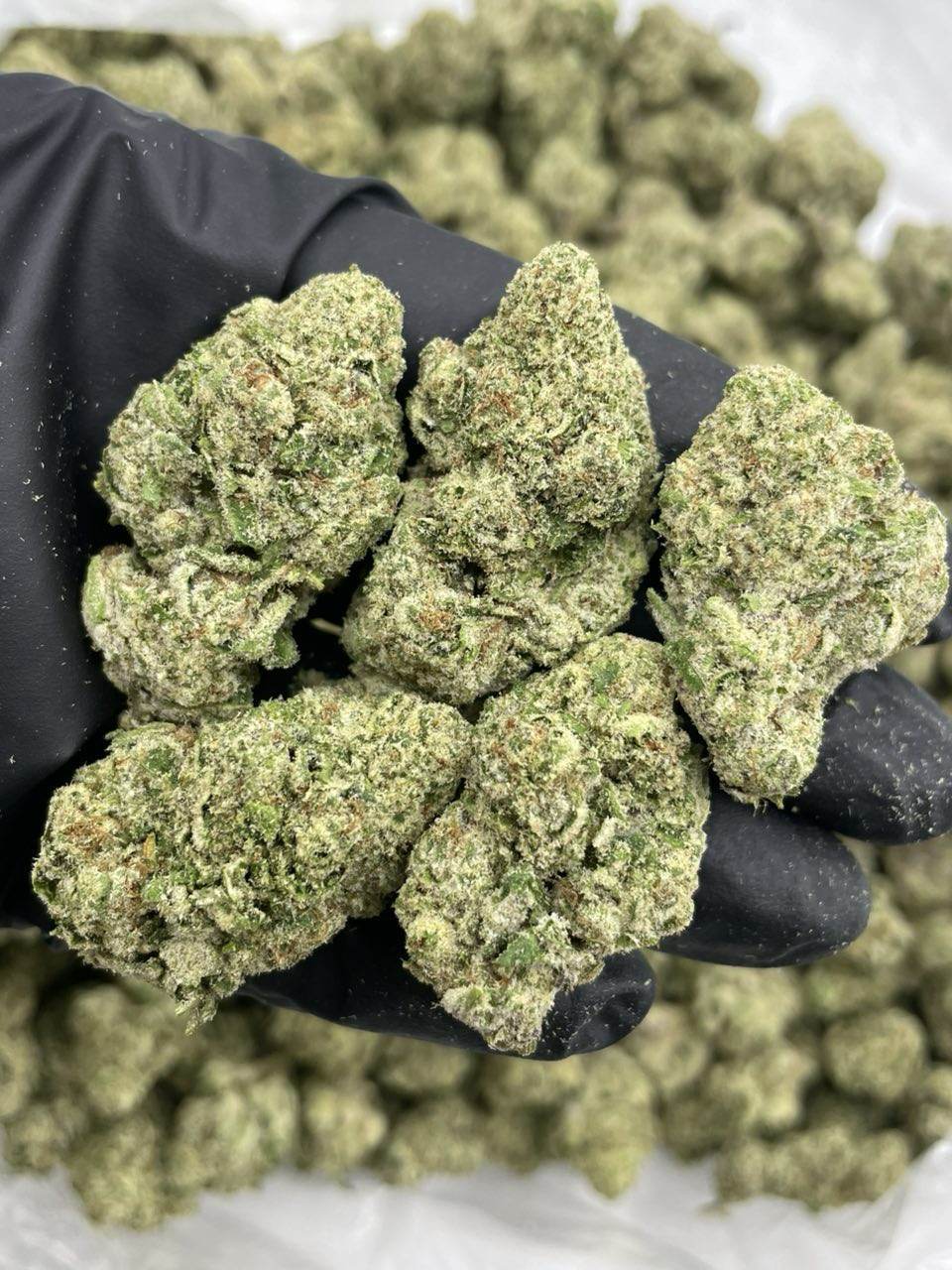 Papaya Lemonade strain